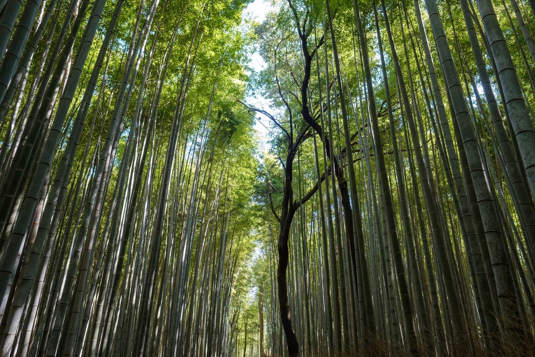 Kyoto 3